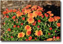 Garden Mums