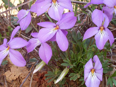 Bird-foot Violet