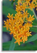 Butterfly Weed