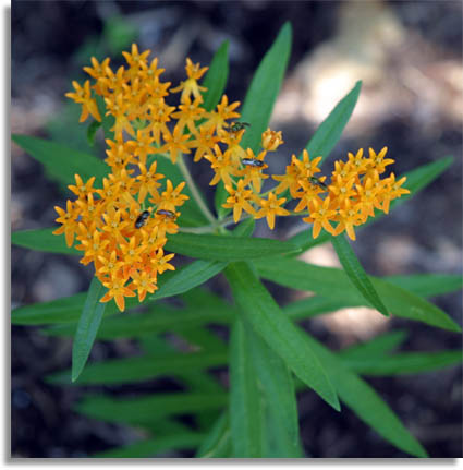 Butterfly Weed