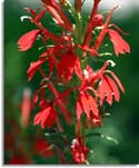 Cardinal Flower