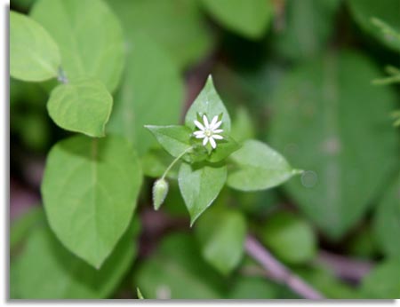 Chickweed