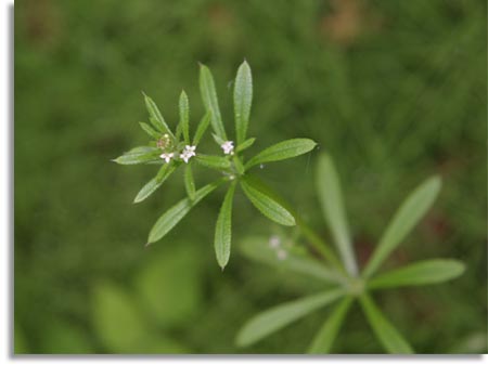 Cleavers