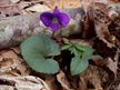 Common Blue Violet