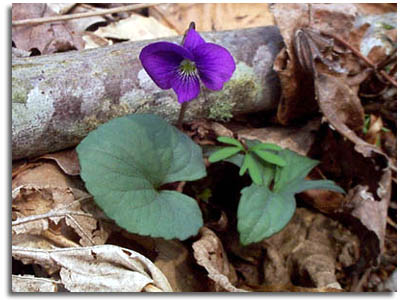 Common Blue Violet