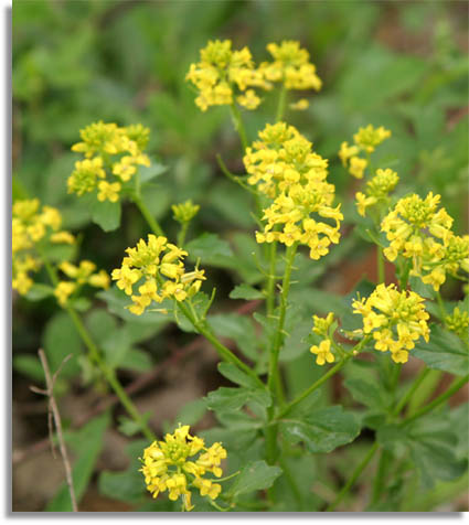 Common Winter Cress