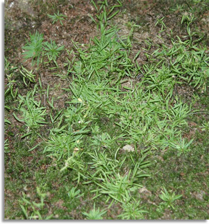 Cumberland Sandwort