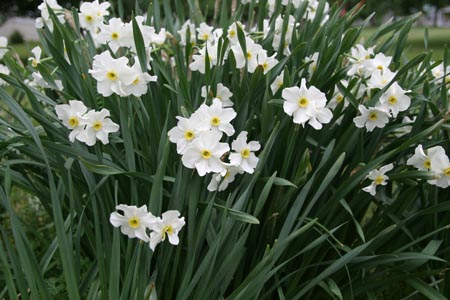 Daffodils