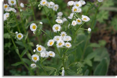 Fleabane