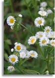 Fleabane