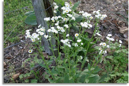 Fleabane