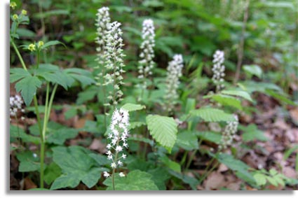 Foamflowers