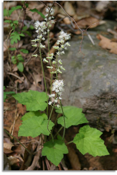 Foamflower