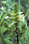 Furbish Lousewort