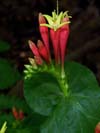 Red Flowers