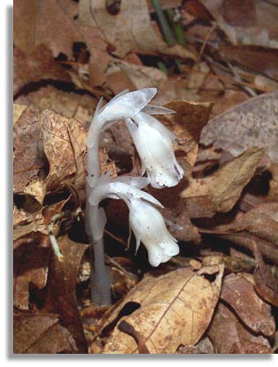 Indian Pipe