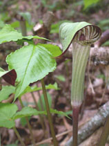 Jack-in-the-Pulpit