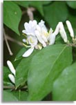 Japanese Honeysuckle