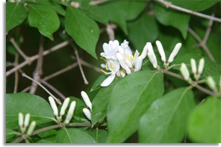 Japanese Honeysuckle