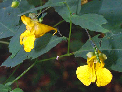 Jewelweed, Pale touch-me-not