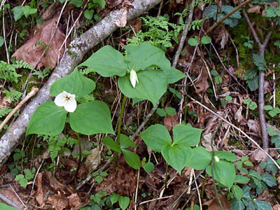 Large flowered Trillium