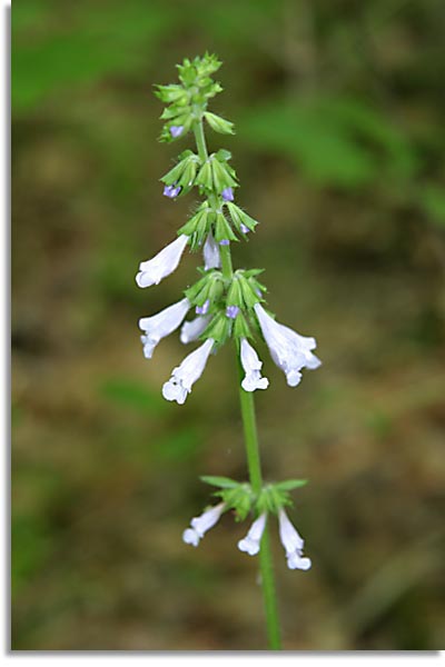 Lyre-leaved Sage