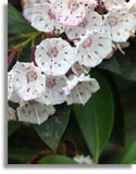 Mountain Laurel