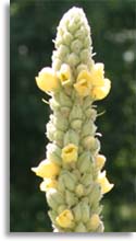 Common Mullein