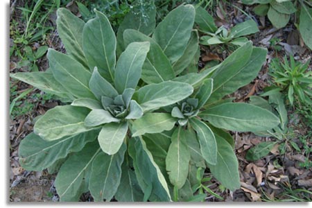 Mullein