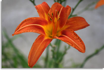 Orange Day Lily - Liliaceae