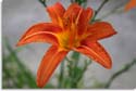 Orange Day Lily - Liliaceae