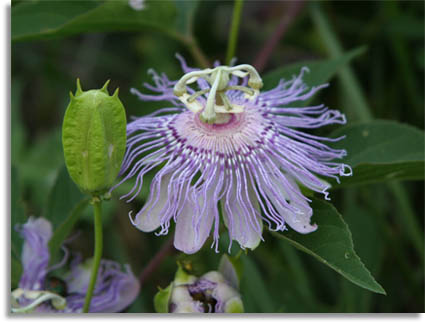 Passionflower