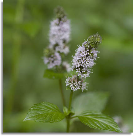 Wild Peppermint