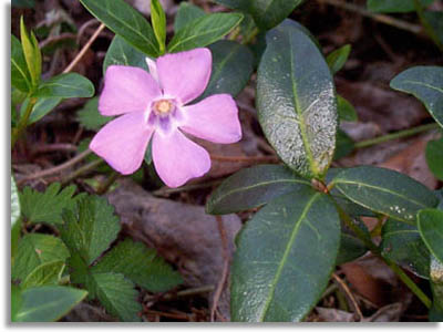 Periwinkle or Myrtle