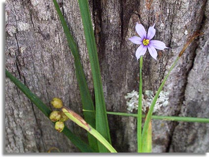 Pointed Blue-eyed Grass