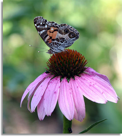 Purple Coneflower