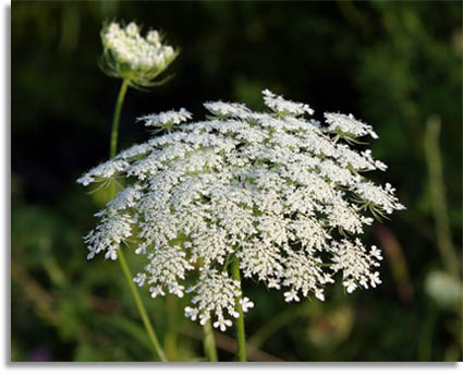 Queen Anne's Lace