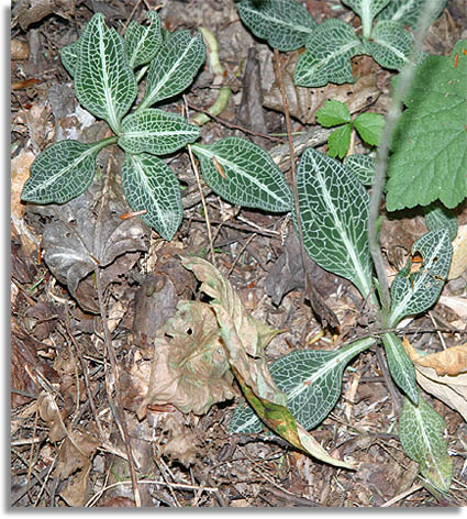 Rattlesnake Orchid