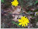 Rattlesnake Weed