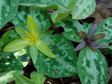 Relict Trillium