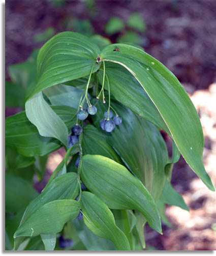 Smooth Solomon's Seal