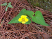 Smooth Yellow Violet