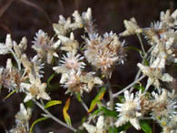 Wild Flowers of the Big South Fork