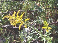 Tall Goldenrod