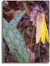 Tennessee Wildflower - Trout Lily