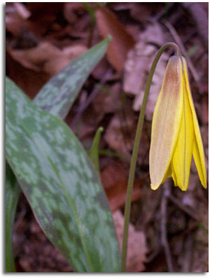 Trout Lily - Dog Tooth Violet