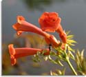 Trumpet Creeper