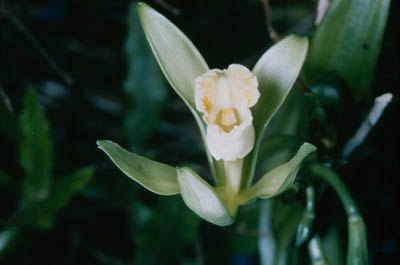 Vanilla Orchid Everglades National Park