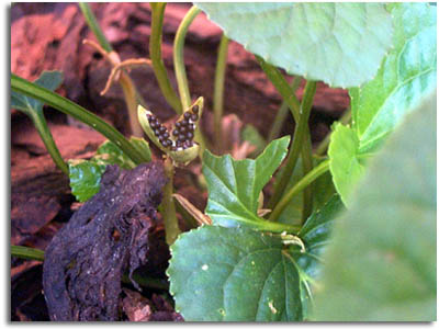 Violet Seed Pod and Seeds
