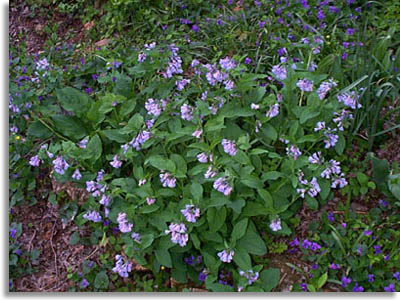 Virginia Bluebells